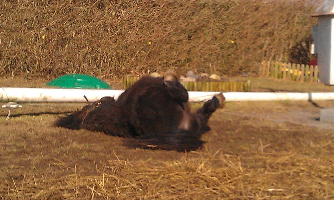 Shetlænder Elvis billede 7
