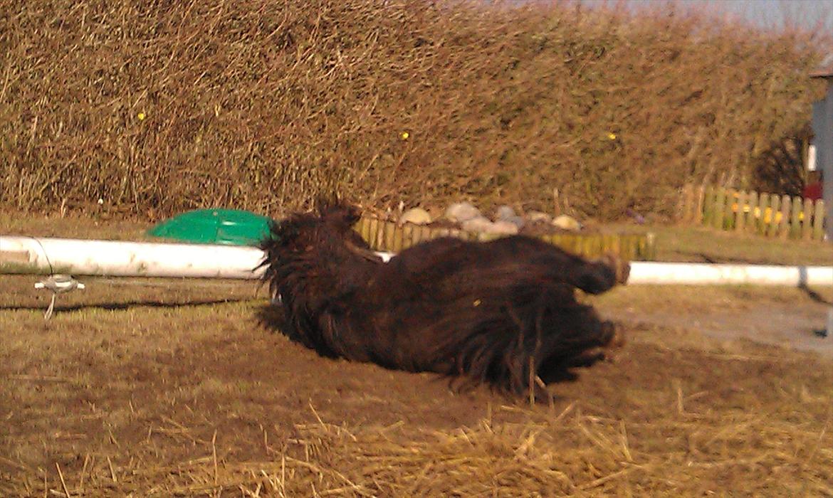 Shetlænder Elvis billede 8