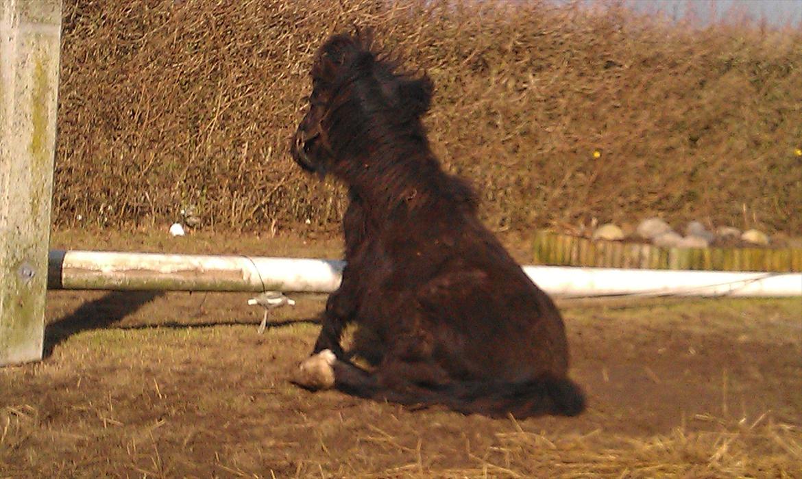 Shetlænder Elvis billede 9
