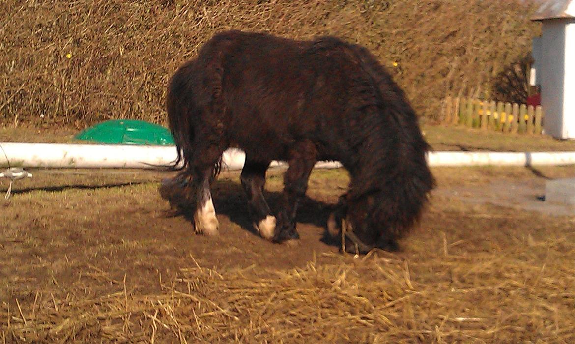 Shetlænder Elvis billede 10