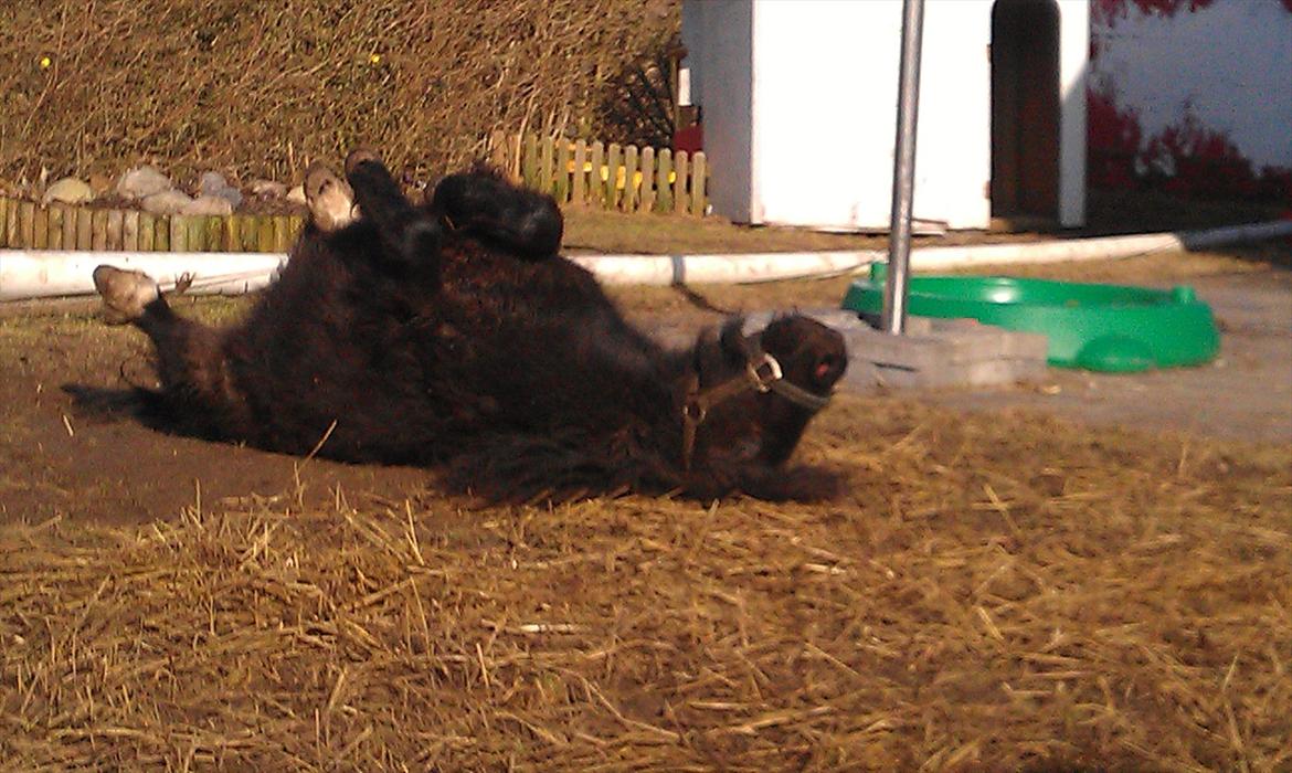 Shetlænder Elvis billede 11