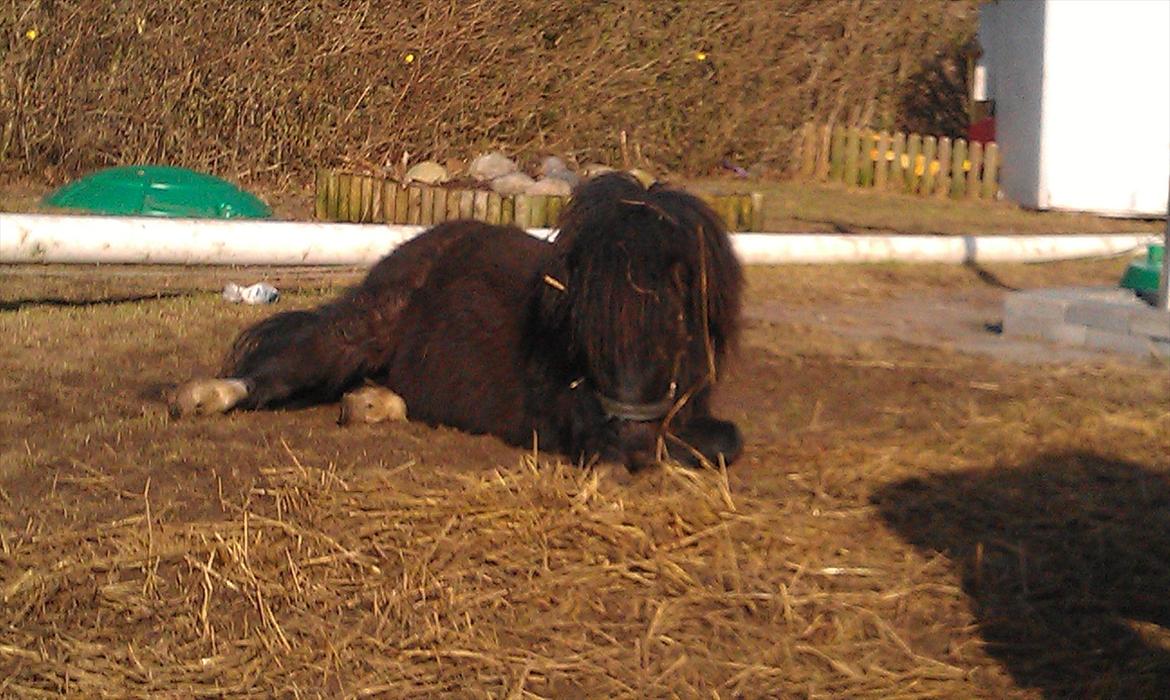 Shetlænder Elvis billede 12