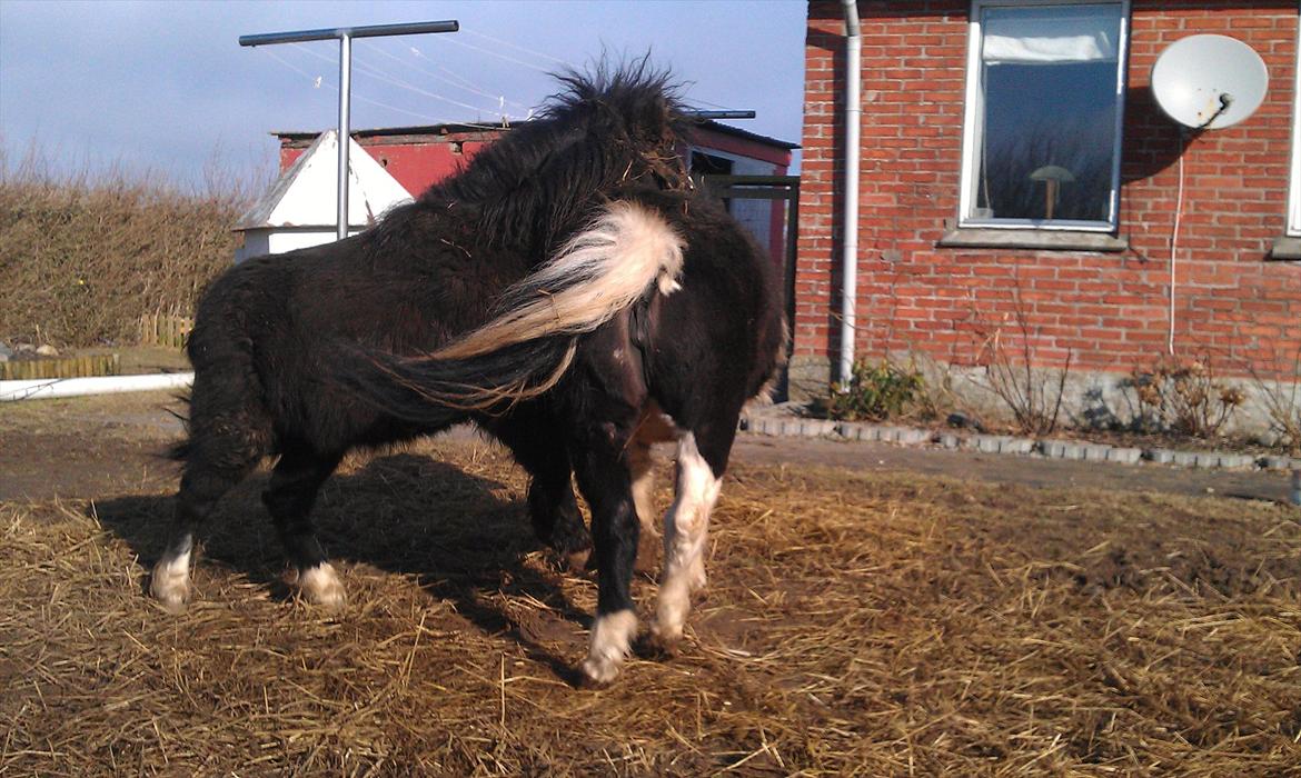 Shetlænder Elvis billede 13