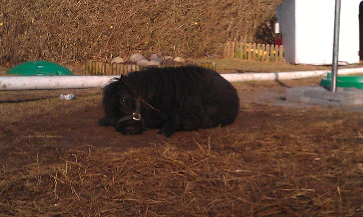 Shetlænder Elvis billede 14