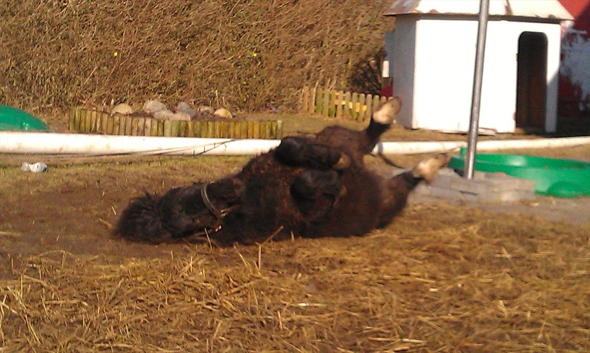 Shetlænder Elvis billede 15
