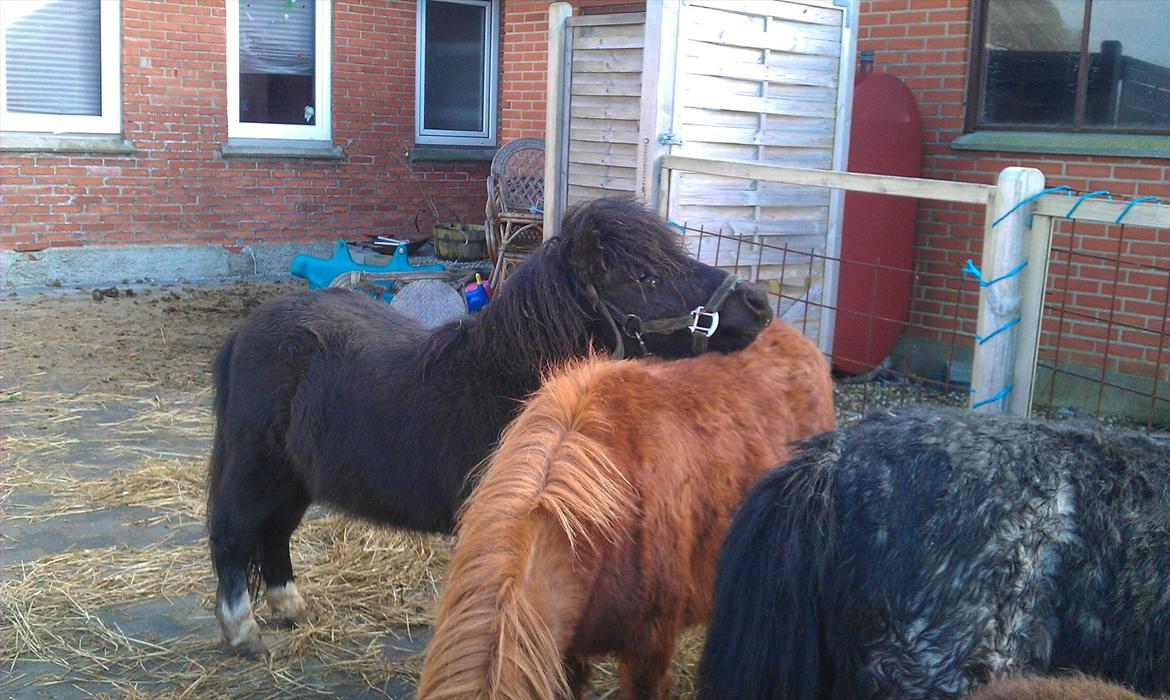 Shetlænder Elvis billede 16