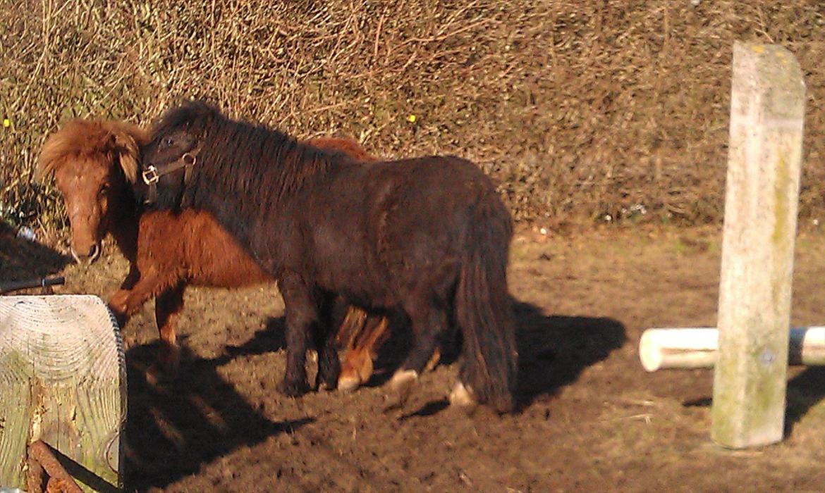 Shetlænder Elvis billede 17