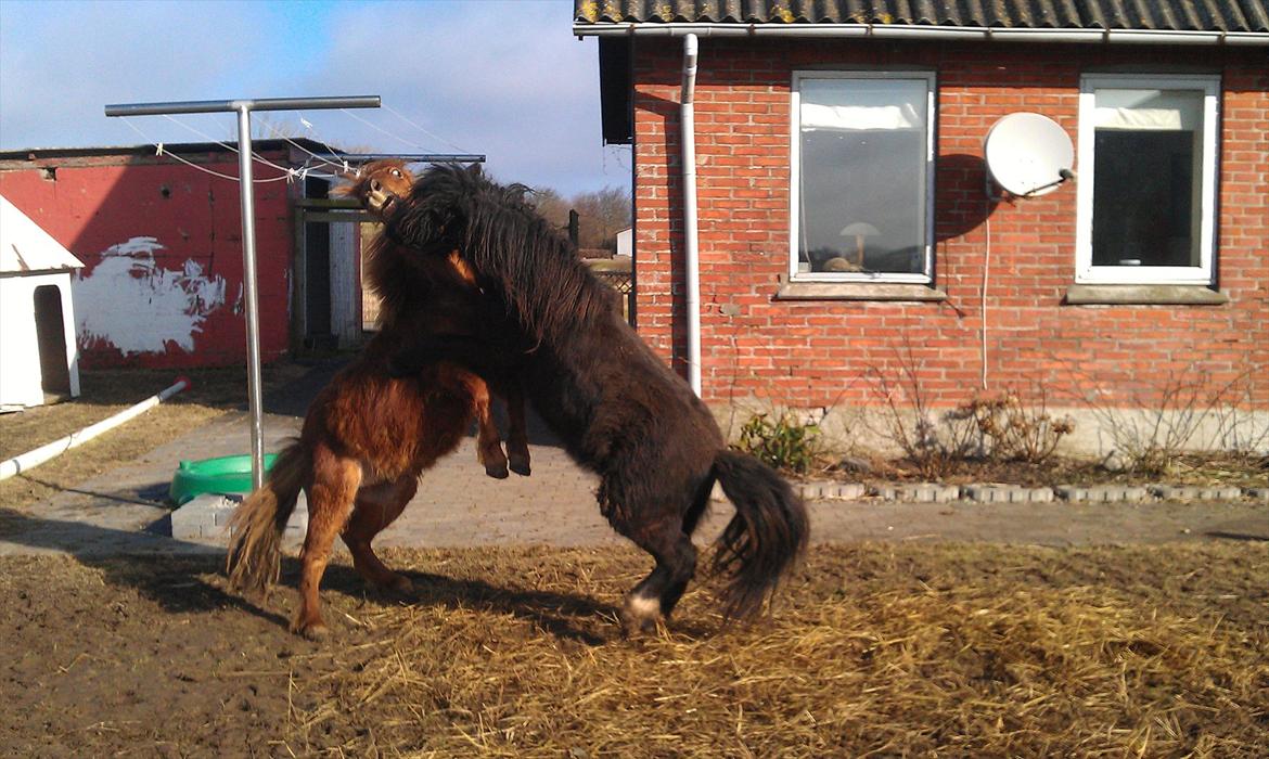 Shetlænder Elvis billede 18
