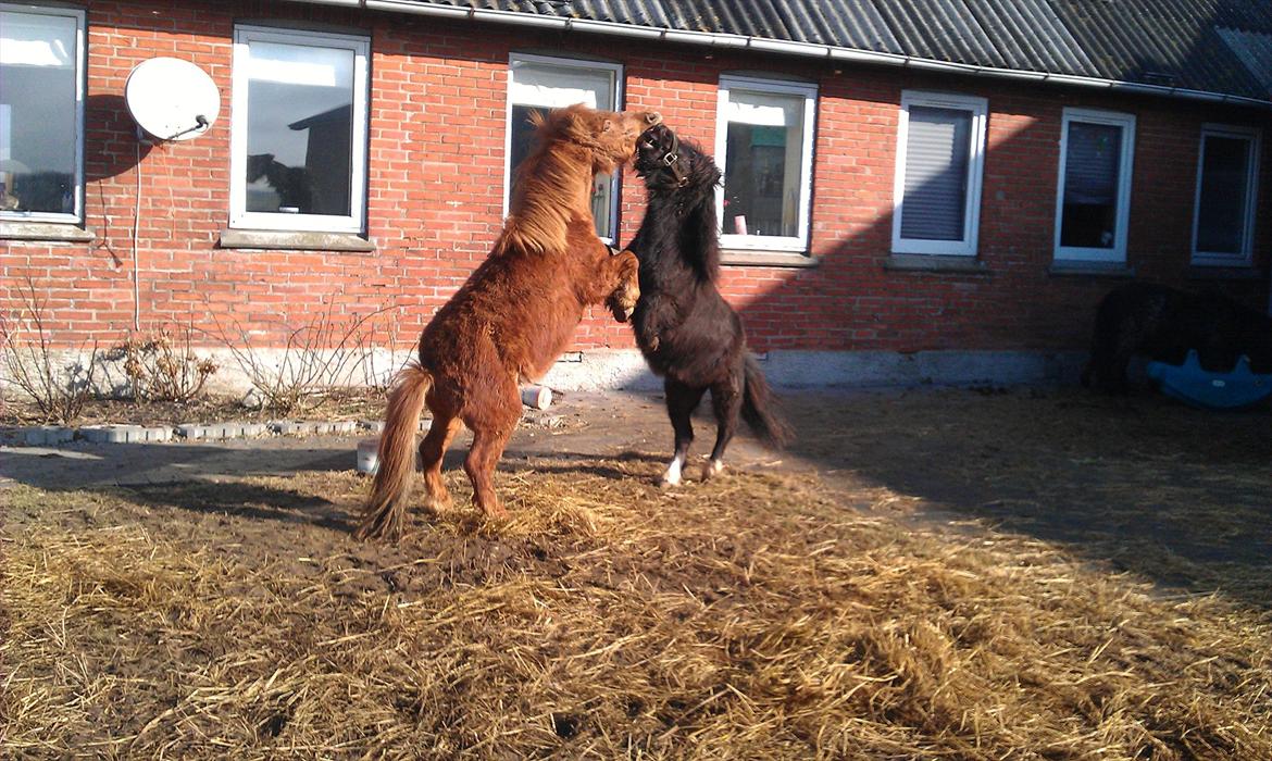Shetlænder Elvis billede 19