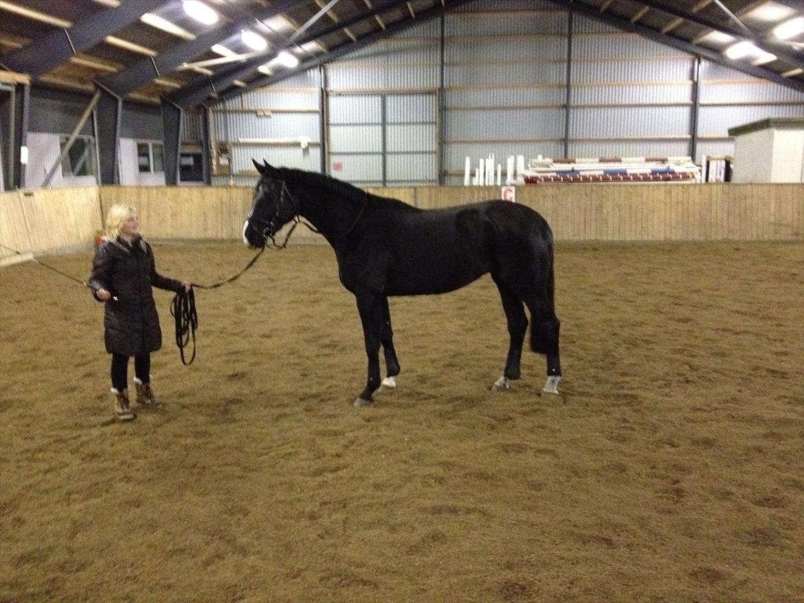 Dansk Varmblod Østersøens Hotshot BRDH  billede 6