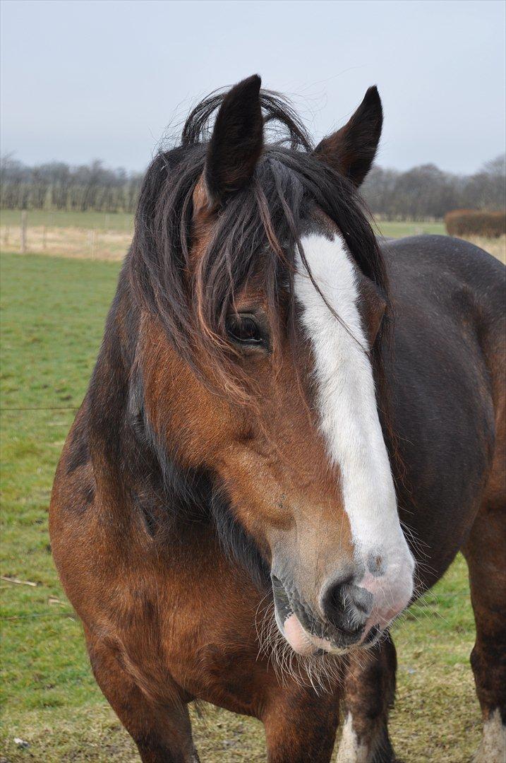 Irish Cob Lotte - Velkommen til Lotte's profil.. :-) billede 1