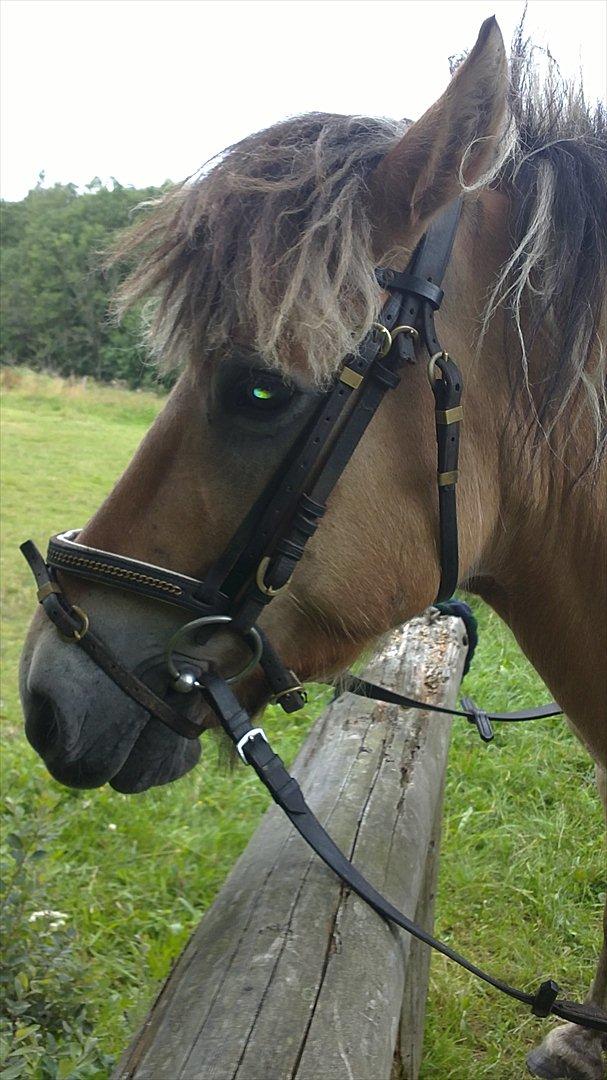 Fjordhest Maltus - Sommer 2011 billede 10