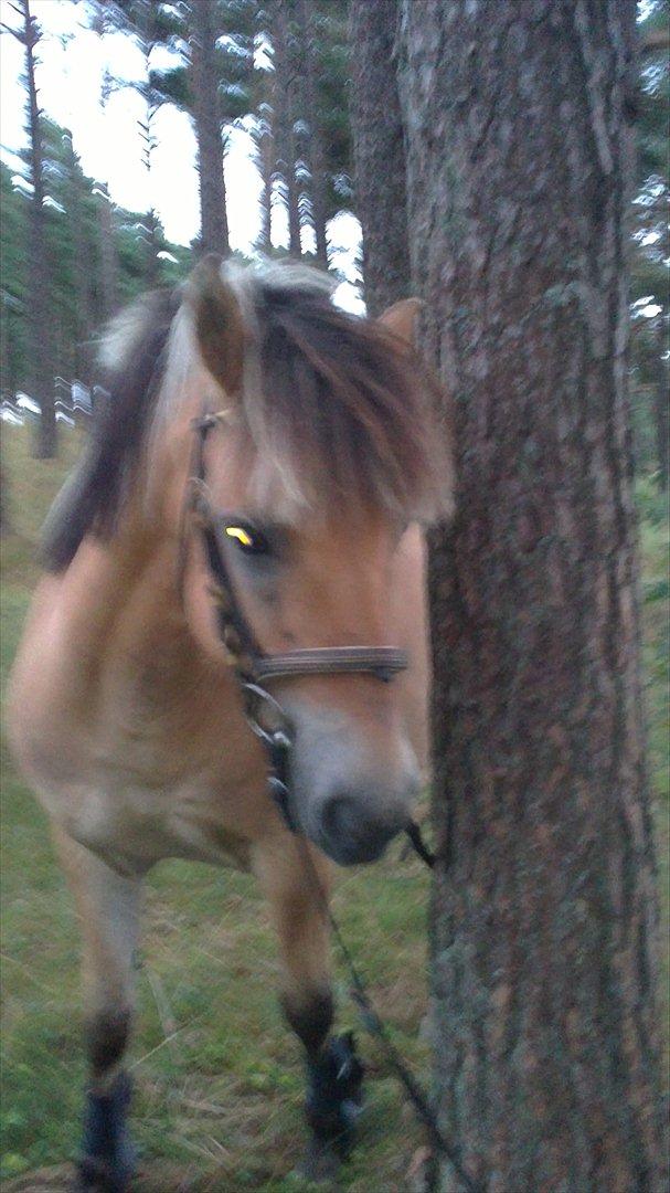 Fjordhest Maltus - Sommer 2011 billede 11