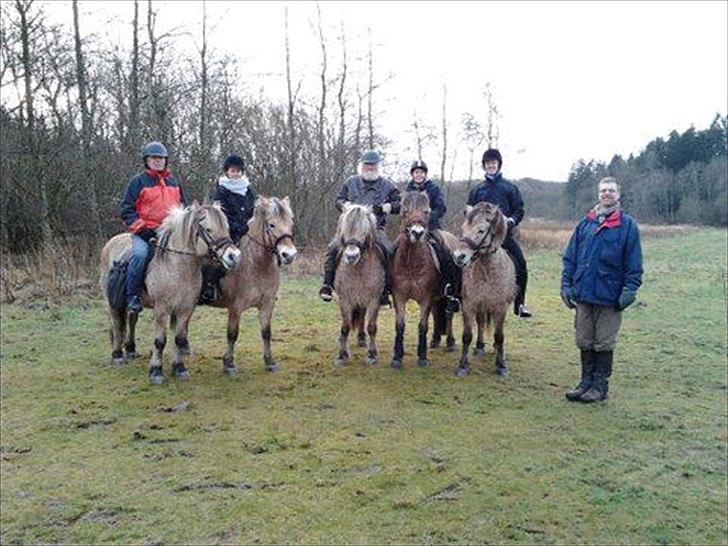 Fjordhest Maltus - Maltus Nr. 2 fra højre.
Dejlig tur i skoven.  billede 12