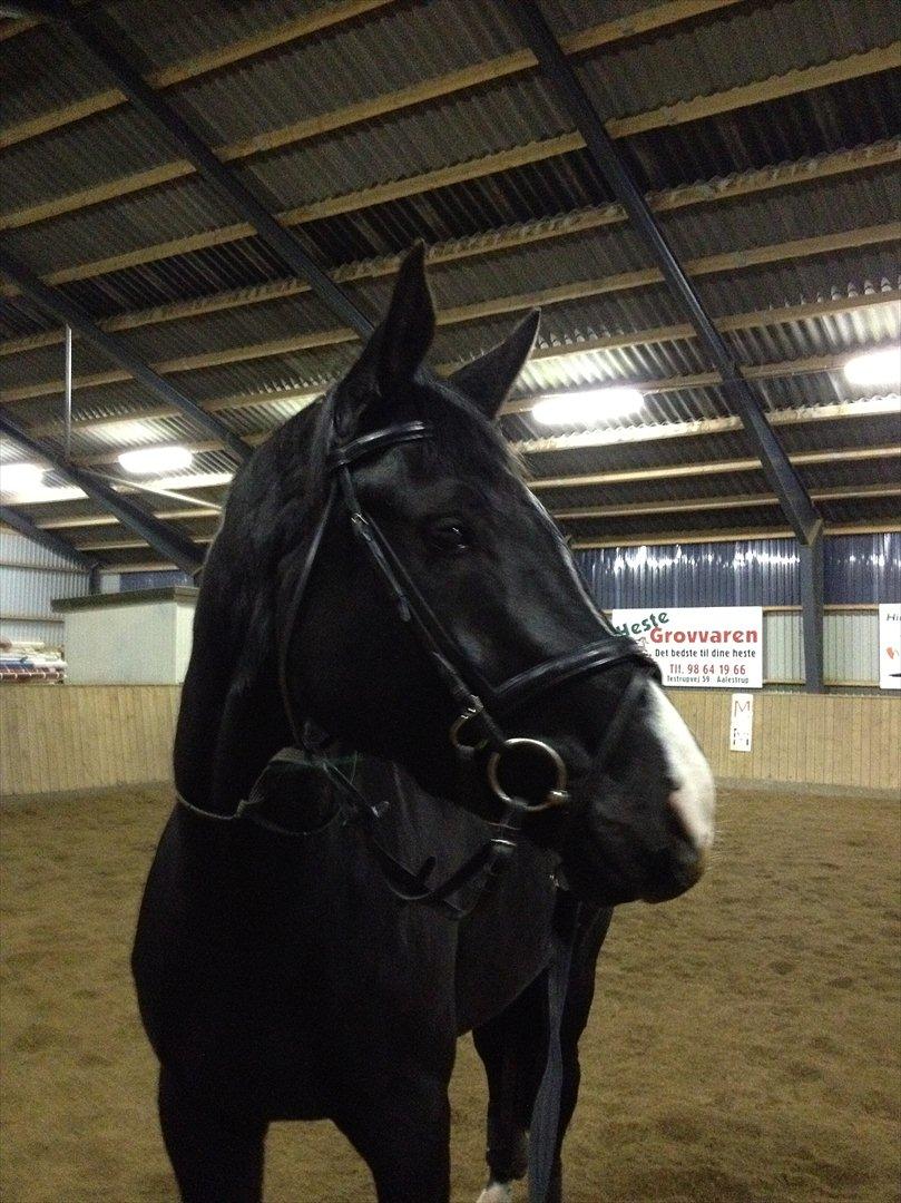 Dansk Varmblod Østersøens Hotshot BRDH  billede 4