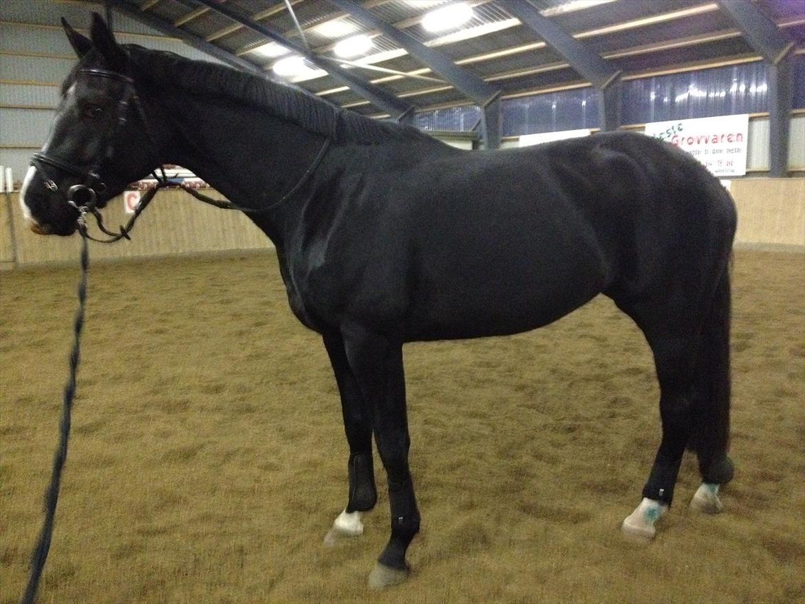 Dansk Varmblod Østersøens Hotshot BRDH  billede 8