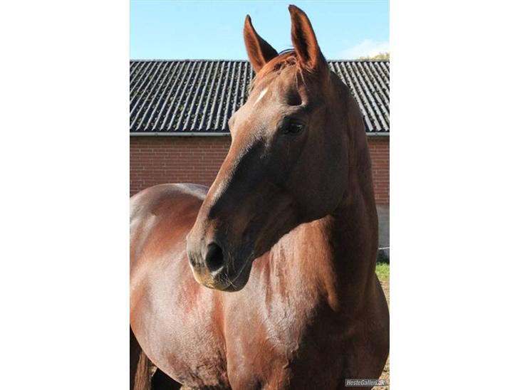 {{currentPhoto.altText}} billede {{currentPhoto.number}}