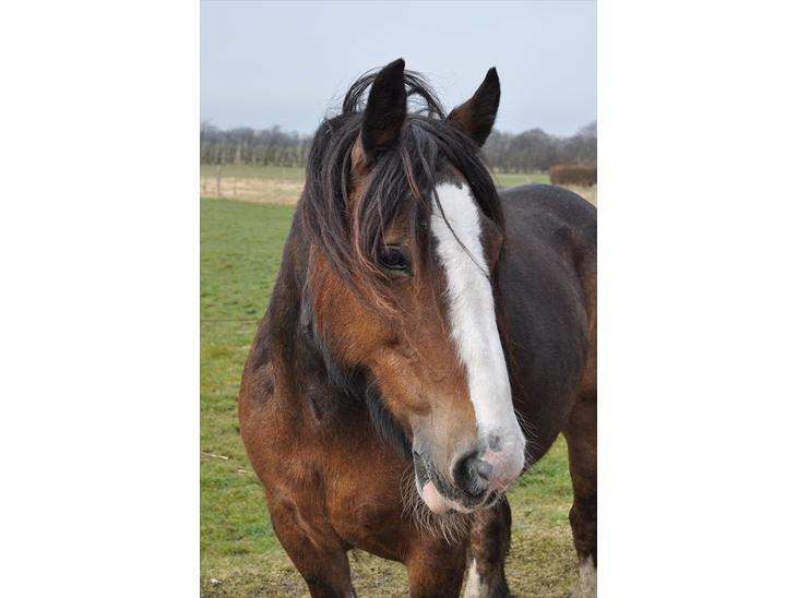 {{currentPhoto.altText}} billede {{currentPhoto.number}}