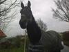 Standardbred en bukse Frøkjær [Tidl. hest]
