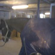 Dansk Varmblod Solhøjs Fanny