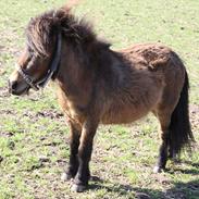 Shetlænder Bølle Bob