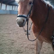 Tyroler Haflinger Wilox