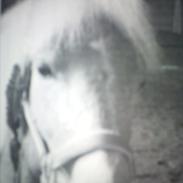 Tyroler Haflinger Wilox