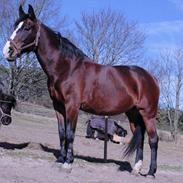 Tysk Oldenburger Otelia Marie Tolouse