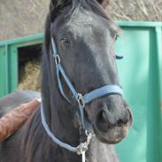 Anden særlig race pandora