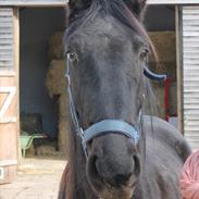 Anden særlig race pandora