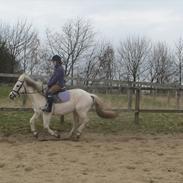 Knabstrupper Prins ¤ Tidligere Part ¤ 