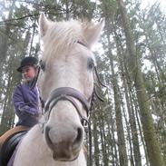 Knabstrupper Prins ¤ Tidligere Part ¤ 