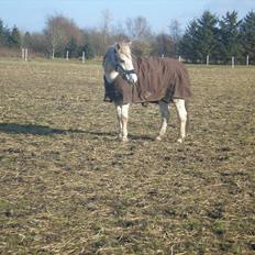 Connemara Hedegården's Sultan  [SAVNET UBESKRIVELIGT MEGET]