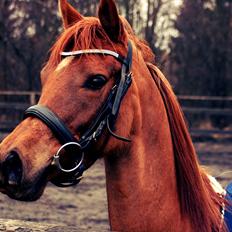 Arabisk fuldblod (OX) Princess Valencia OX