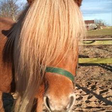 Islænder Snælda fra Reskelund