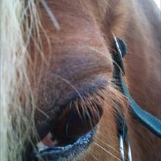 Islænder Snælda fra Reskelund