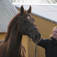 Dansk Varmblod Linkin´ Park