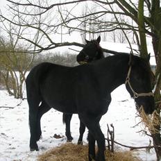 Frieser Cæcar af Stormarksgaarden