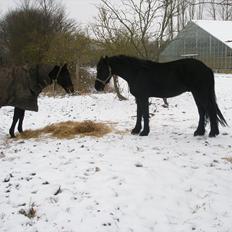 Frieser Cæcar af Stormarksgaarden