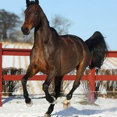 Trakehner Rebecca aka Pølsen