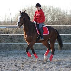 Dansk Varmblod Herkules