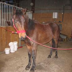 Anden særlig race Nowy rok