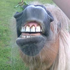 Anden særlig race Ziggi