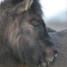 Islænder Abba fra Norsminde