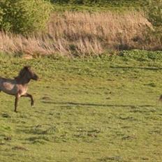 Islænder Abba fra Norsminde