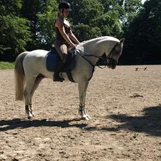 Anden særlig race Egelys Prins Abdullah 