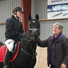 Welsh Cob (sec D) Garnfach Lona (Lonski) **SOLGT **