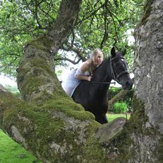 Welsh Cob (sec D) Garnfach Lona (Lonski) **SOLGT **