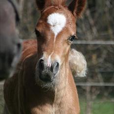 New Forest Romeo´s Kentucky
