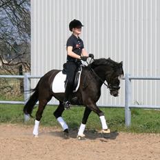 Welsh Partbred (Sec F) Hollywoods Bobby Brown